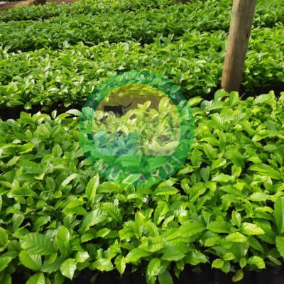 Coffee Seedlings